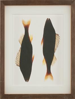Lasse Kärkkäinen · LASSE KÄRKKÄINEN, C-Print? sign o numr 1/20 a tergo, 1996, vintage.