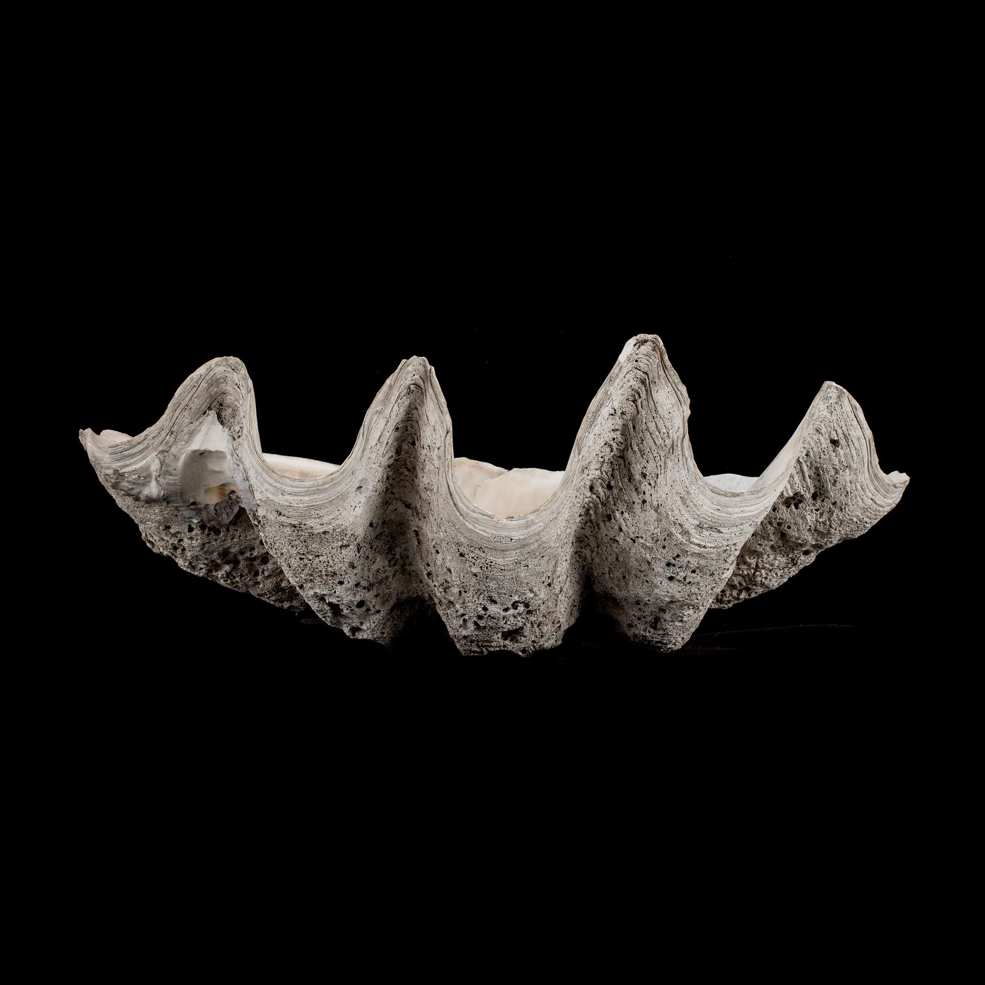 MUSSLA, fossil.