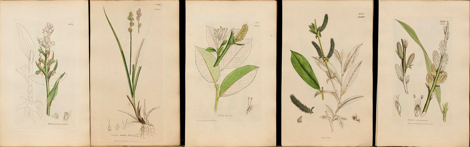 UR "ENGLISH BOTANY" 3:e upplagan, vol VII, 1854 172 st handkolorerade kopparstick. London.