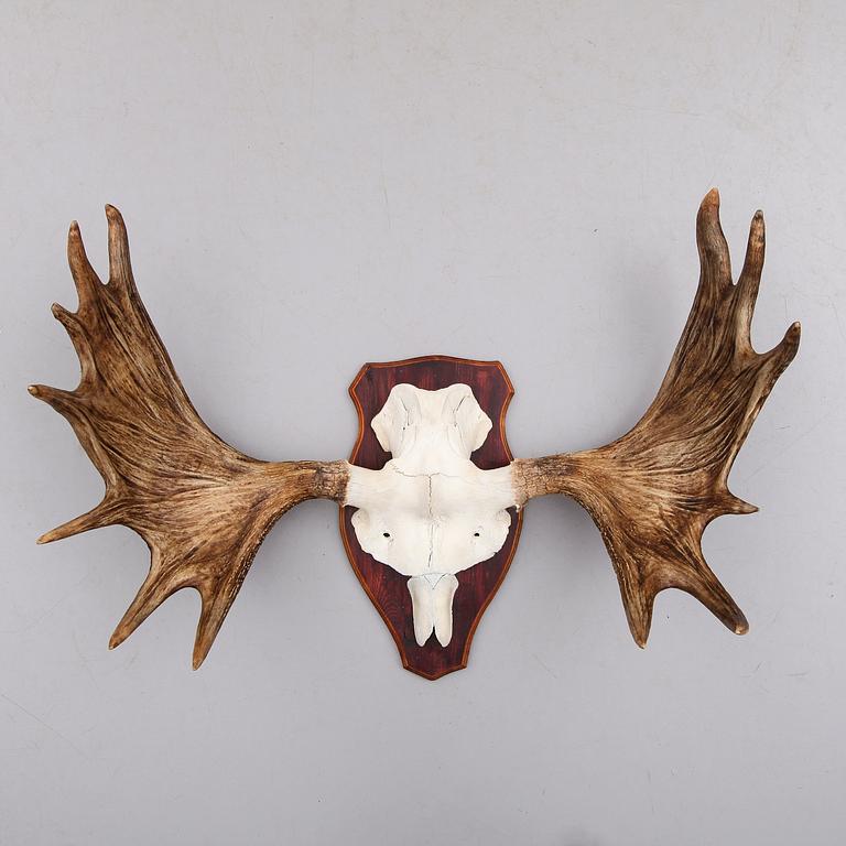 JAKTTROFÉ, 1900-tal.