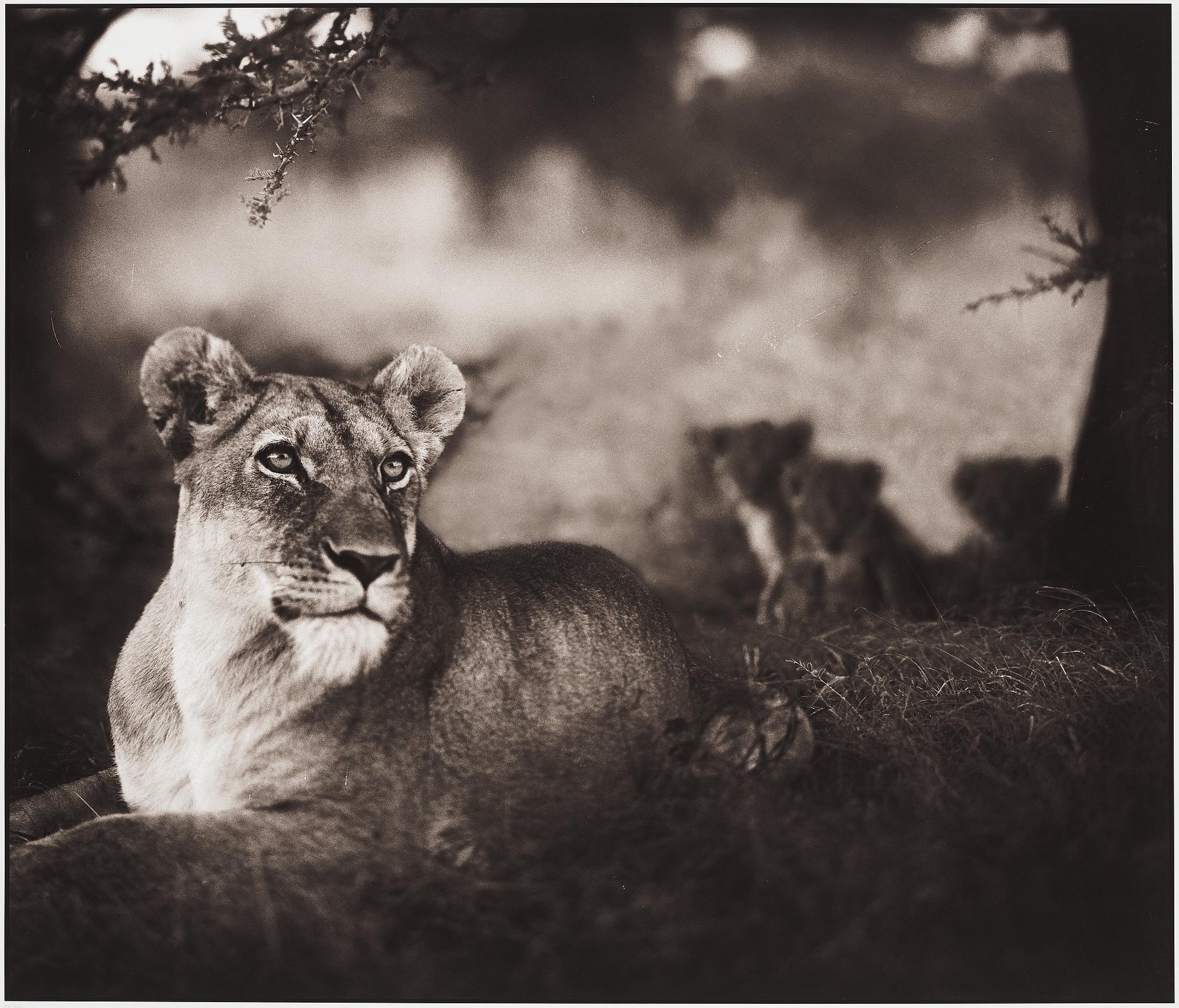 Nick Brandt, "Lioness with Cubs Under Tree, Serengeti, 2004".