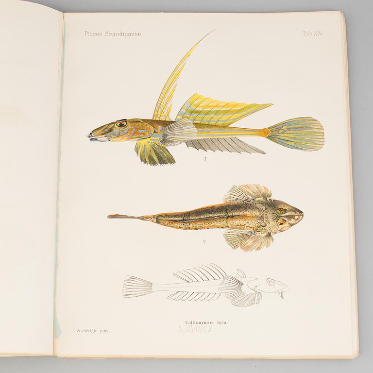 BOK, "Scandinavian Fishes", B Fries, C.U Ekström, C Sundevall. 1895, No 0170.