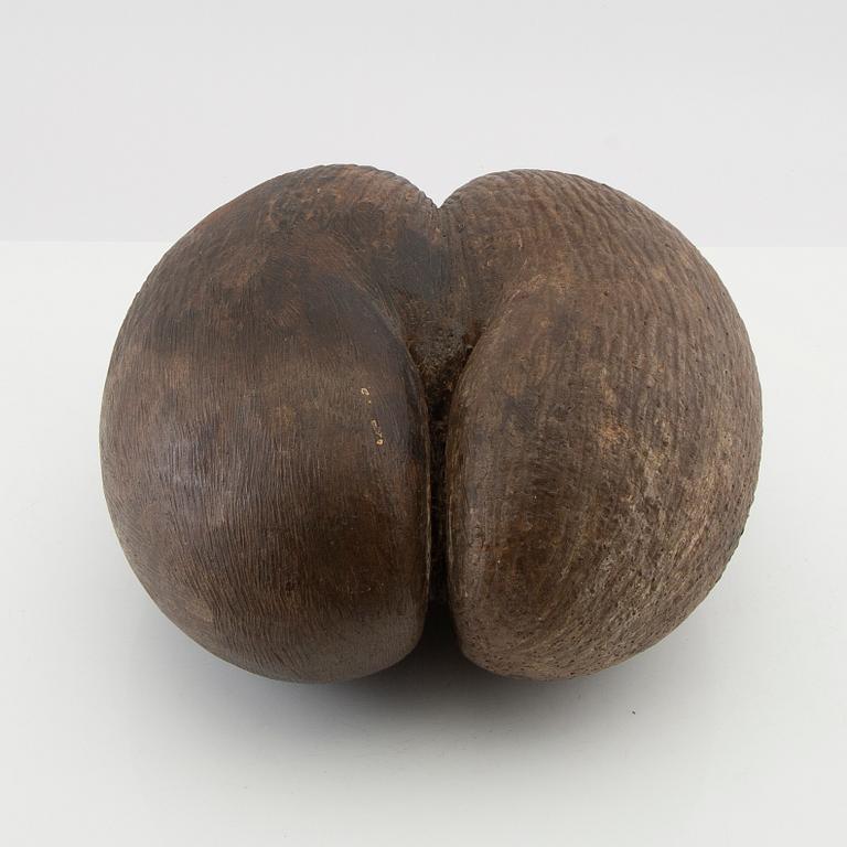 Dubbelkokosnöt, så kallad Coco de Mer, Lodoicea maldivica.