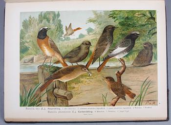 BÖCKER, 12 band,
"NATURGESCHICHTE DER VÖGEL MITTELEUROPAS" av Johan Andreas Naumann, 1897-1905.