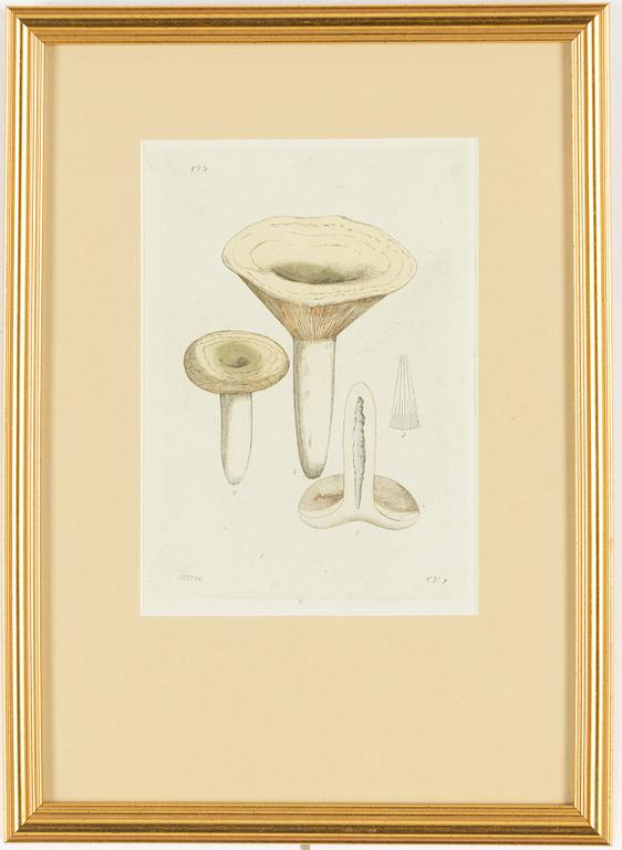 Twelve hand-coloured engravings, J.W. Palmstruch, from 'Svensk Botanik', 1802-1840.