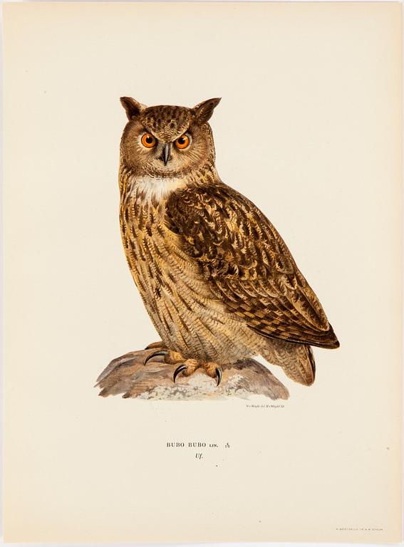 LITHOGRAPH app 120, after M & W von Wrights "Svenska fåglar", A Börtzells, Stockholm, 1917-29.