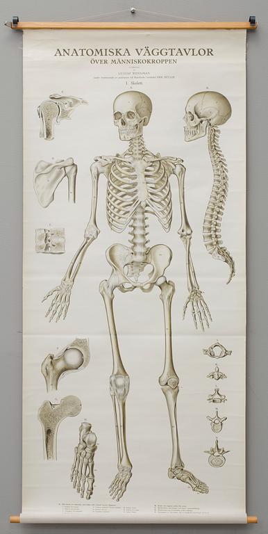 SKOLPLANSCH, "Skelett", Gustaf Wennman, utgiven av P.A Norstedt & Söners förlag Stockholm, 1900-talets första hälft.
