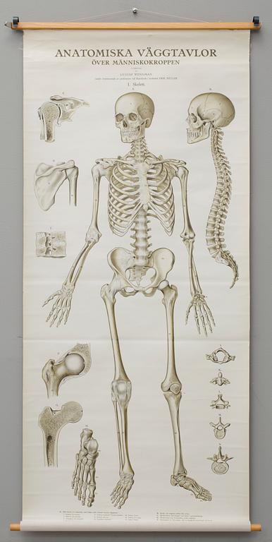 SKOLPLANSCH, "Skelett", Gustaf Wennman, utgiven av P.A Norstedt & Söners förlag Stockholm, 1900-talets första hälft.