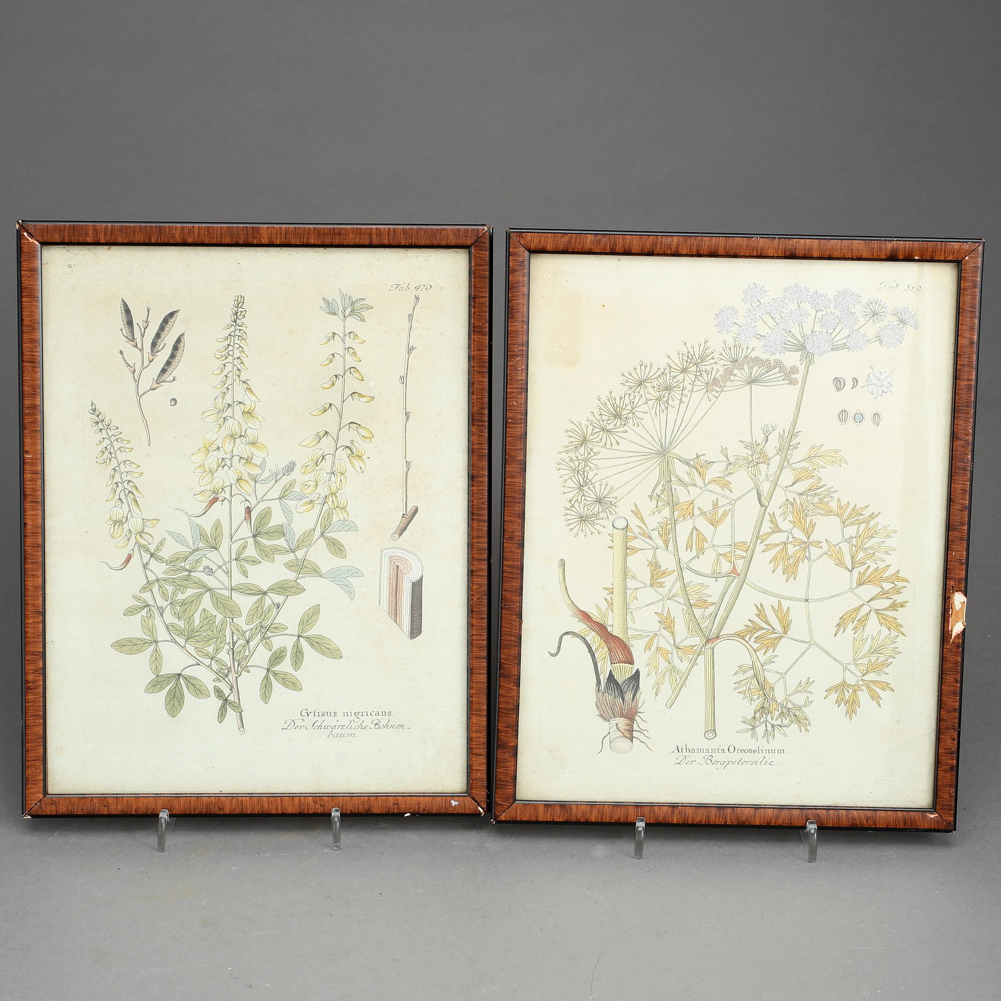 GRAVYRER, 10st, Botaniska planscher, 1700-tal/1800-talets första hälft.