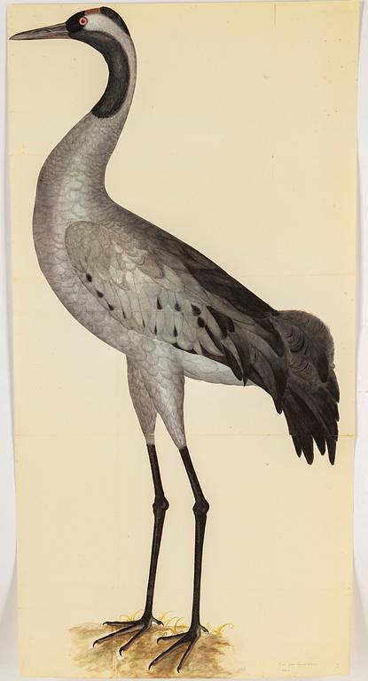 Olof Rudbeck the younger, after, a portfolio and two books, 1985. Numbered 285/1499.