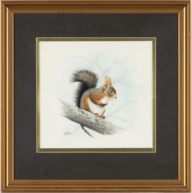 Staffan Ullström, Ekorre på gren.