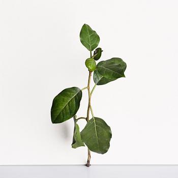 Tony Matelli, "Weed #424".