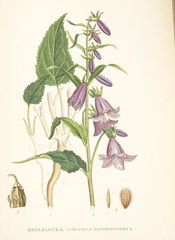 BÖCKER, 3 volymer, "Nordens flora", CAM Lindman.