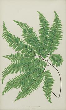 Lithographs, 3+1, late 19th century.