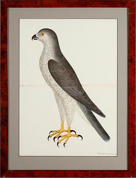 RUDBECK, OLOF D.Y, efter, 5 st, faksimil av fågelplanscher, 1900-talets andra hälft.