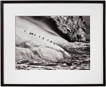 118. Sebastião Salgado, "Chinstrap Penguins, South Sandwich Island", 2009.