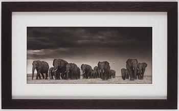 Nick Brandt, "Elephants and Egrets after storm, Amboseli, 2007".