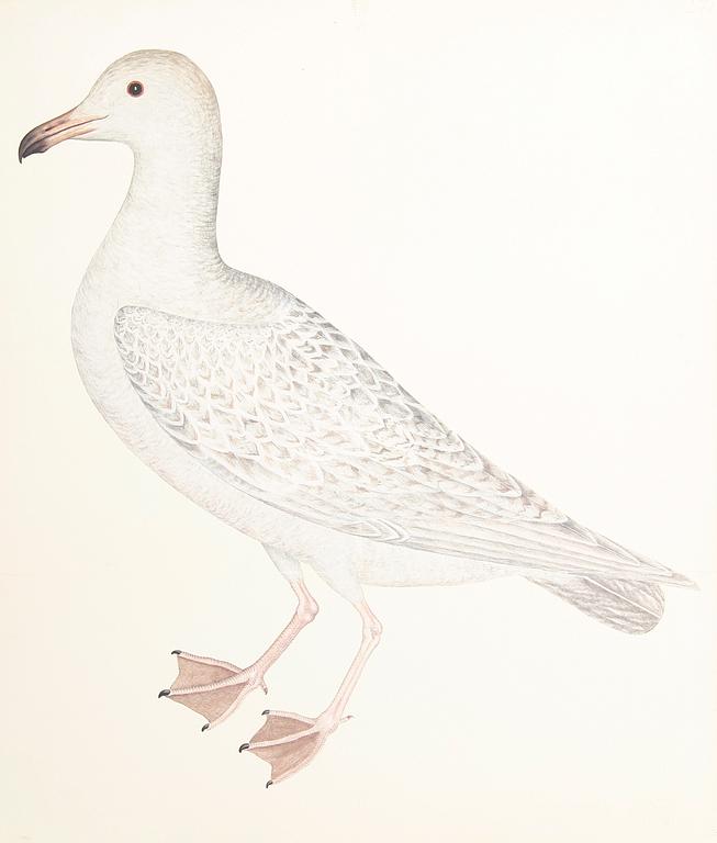 OLOF RUDBECK dy "Portföljen", mapp med ca 95 faksimilier.