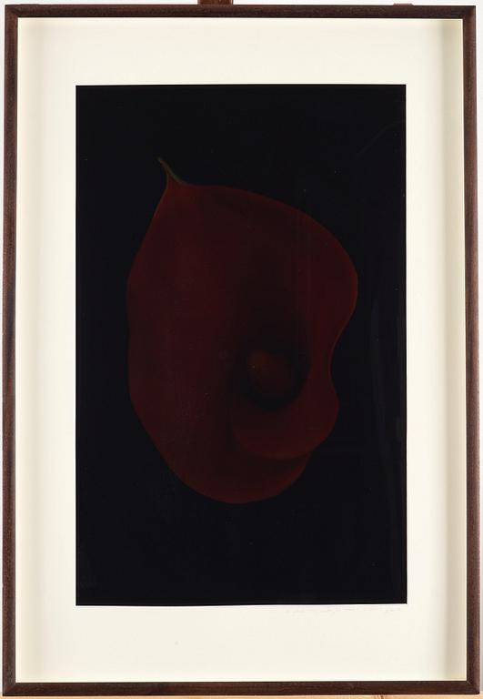 Richard Learoyd, "A Black Lily Made for Noel 16 February 03".