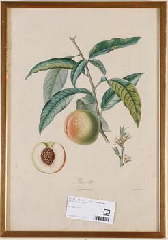 TRYCK, 5 ST. Frankrike, 1800/1900-tal.
