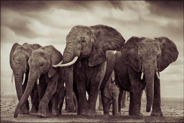 Nick Brandt, "Elephant Five, Amboseli", 2008.