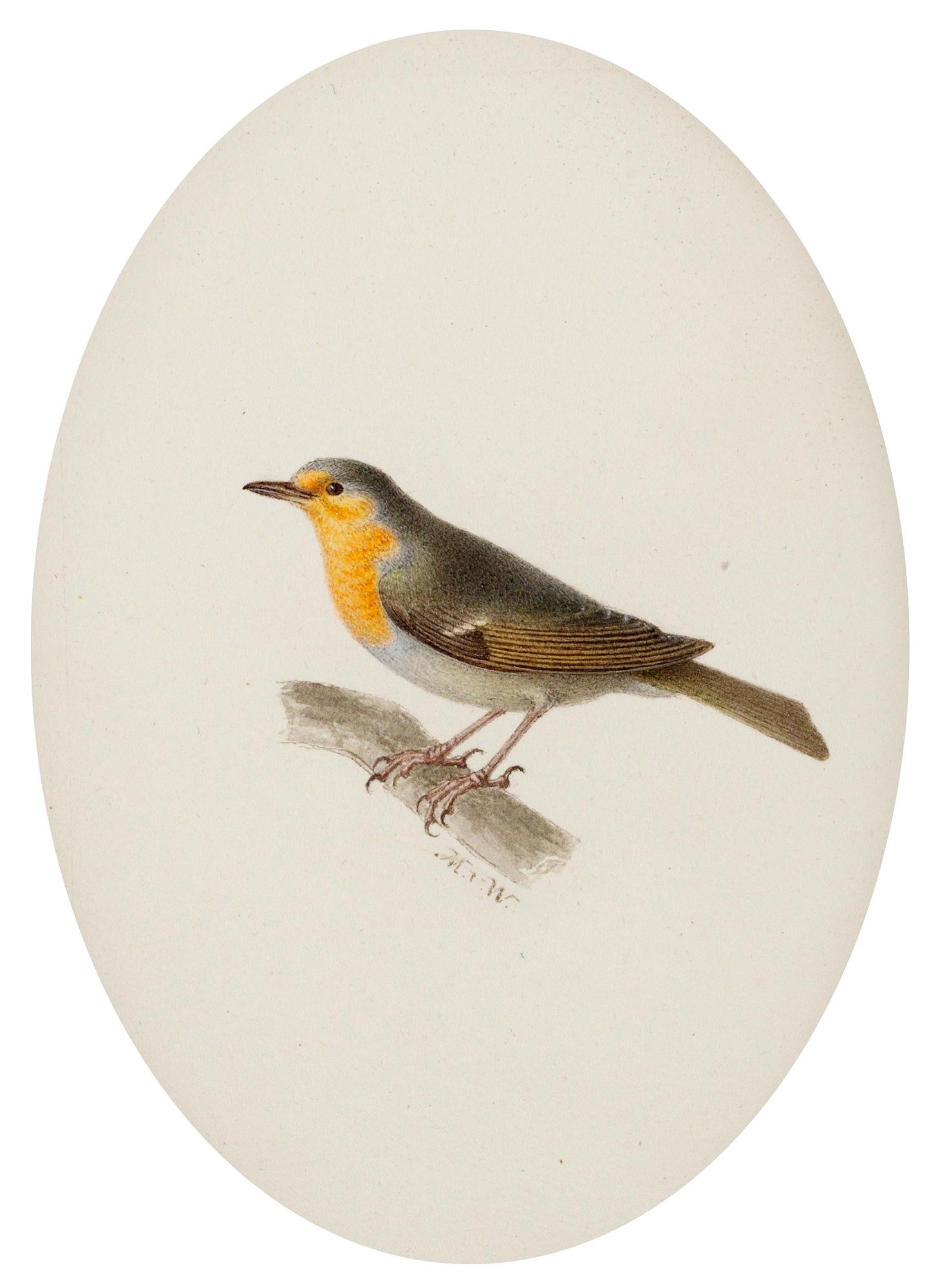 Magnus von Wright, Rödhake (Erithacus rubécula).