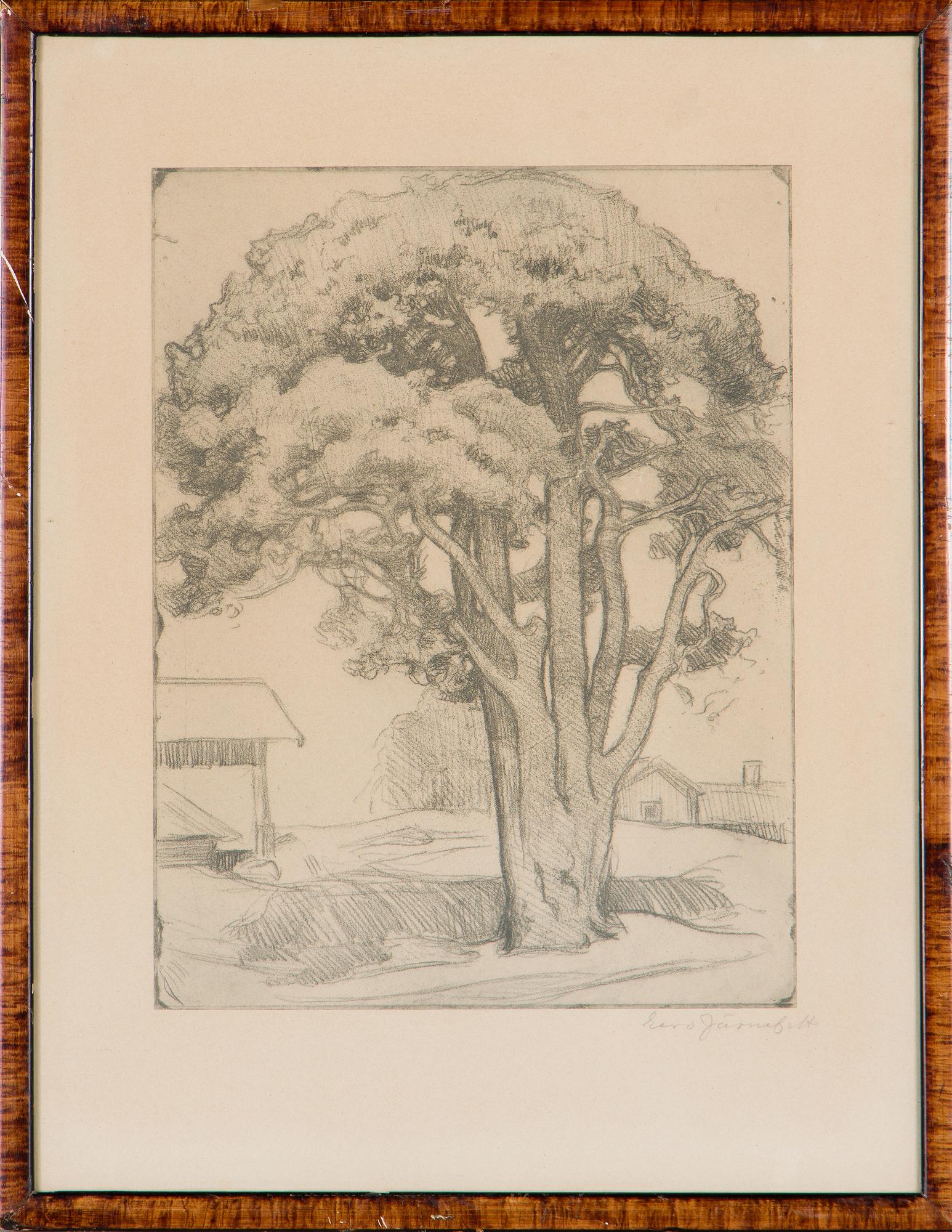 Eero Järnefelt, "Tuomalan mänty I".