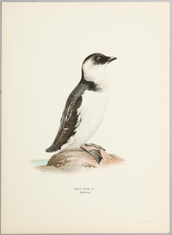 LITOGRAFISKA TRYCK, ca 30 st, ur M och W von Wright, Svenska fåglar.
