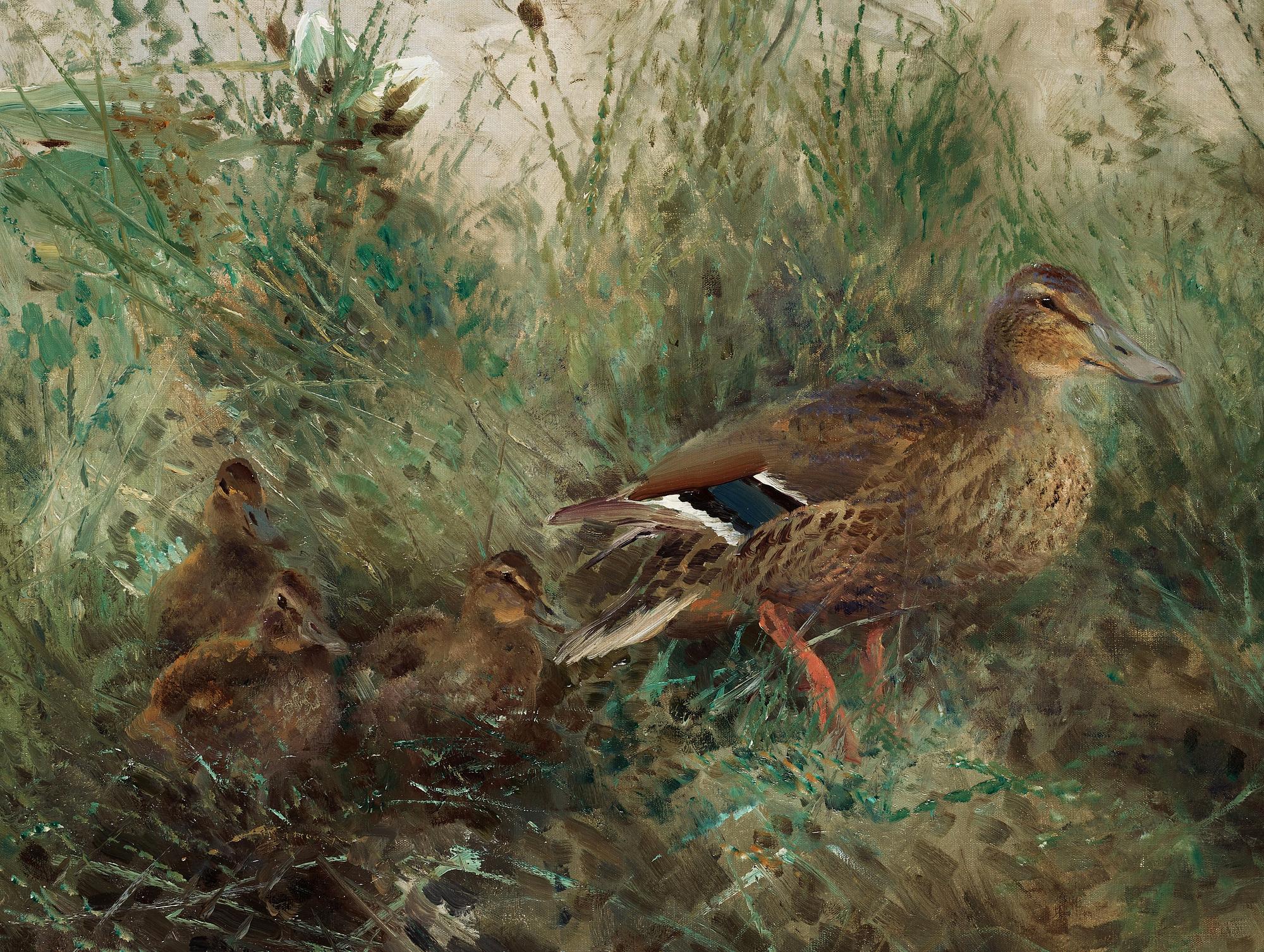 Mosse Stoopendaal, Mallards by water.