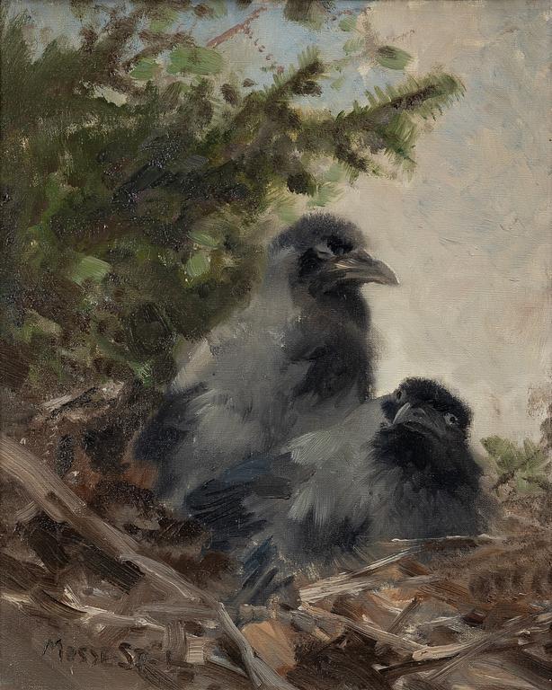 Mosse Stoopendaal, Crows.