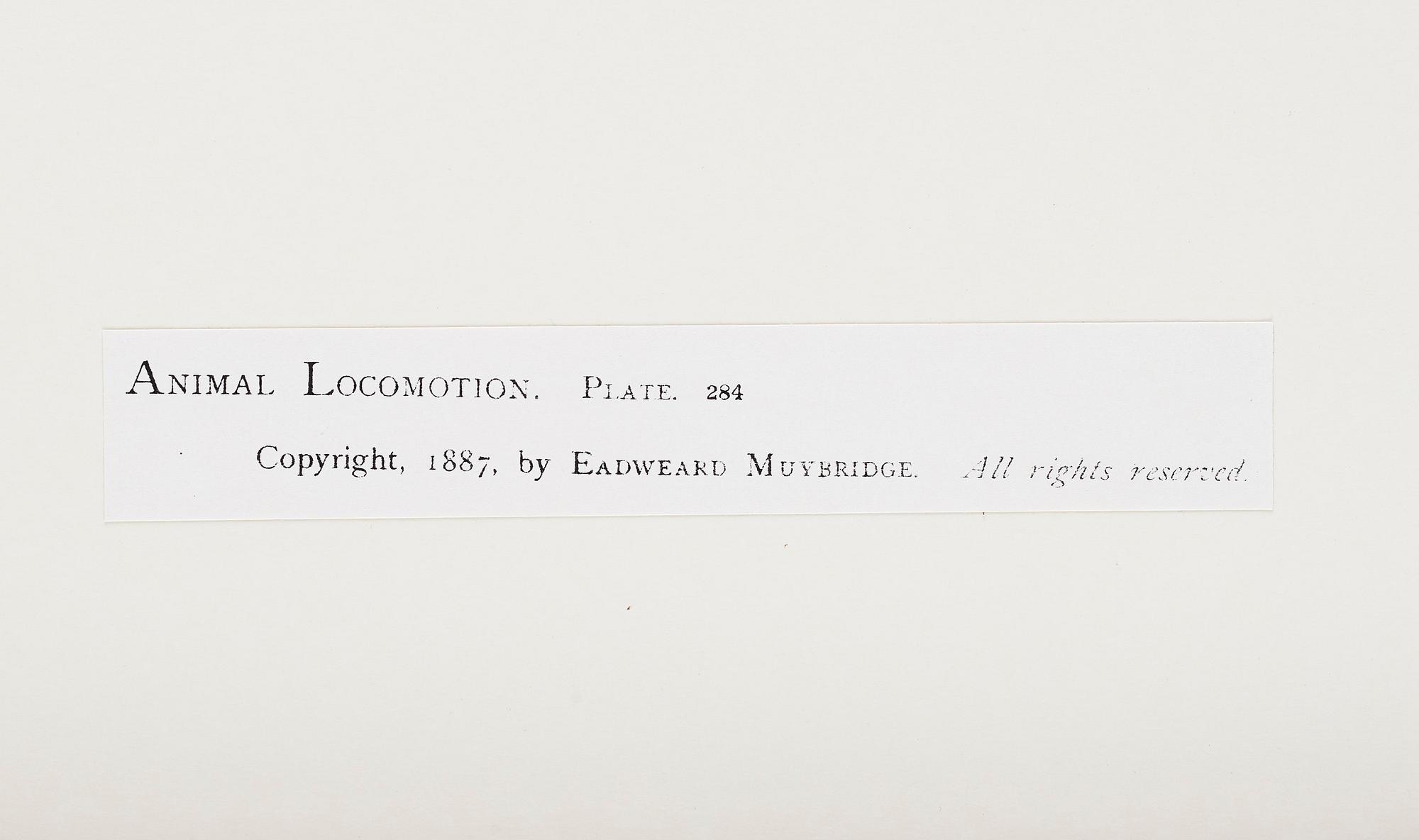 Eadweard Muybridge, Plate 284 ur "Animal Locomotion", 1887.