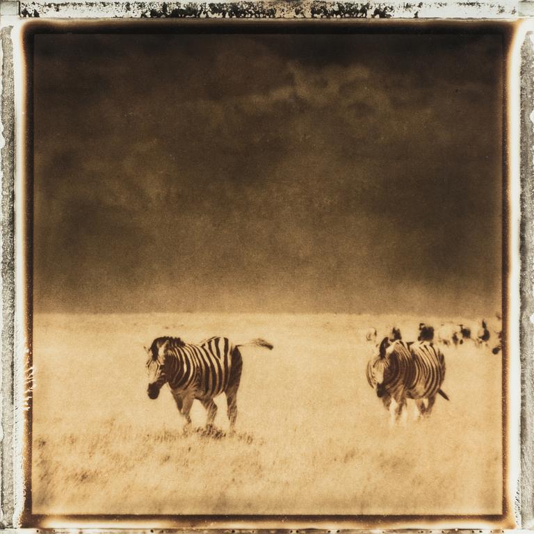 Frank af Petersens, "Burchell’s zebra" (Equus quagga burchelli), Namibia.