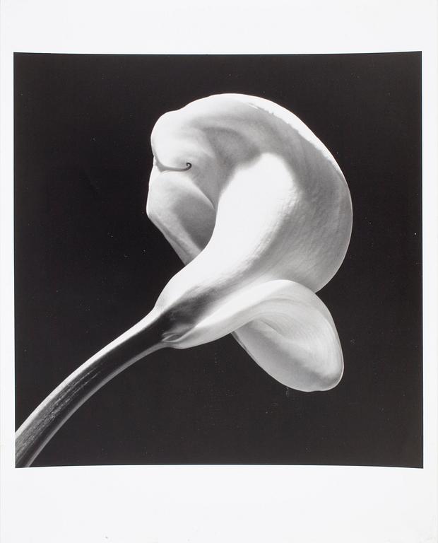 ROBERT MAPPLETHORPE, pressfotografi, "Calla Lily", 1984.