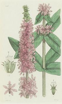 Twelve hand-coloured engravings, J.W. Palmstruch, from 'Svensk Botanik', 1802-1840.