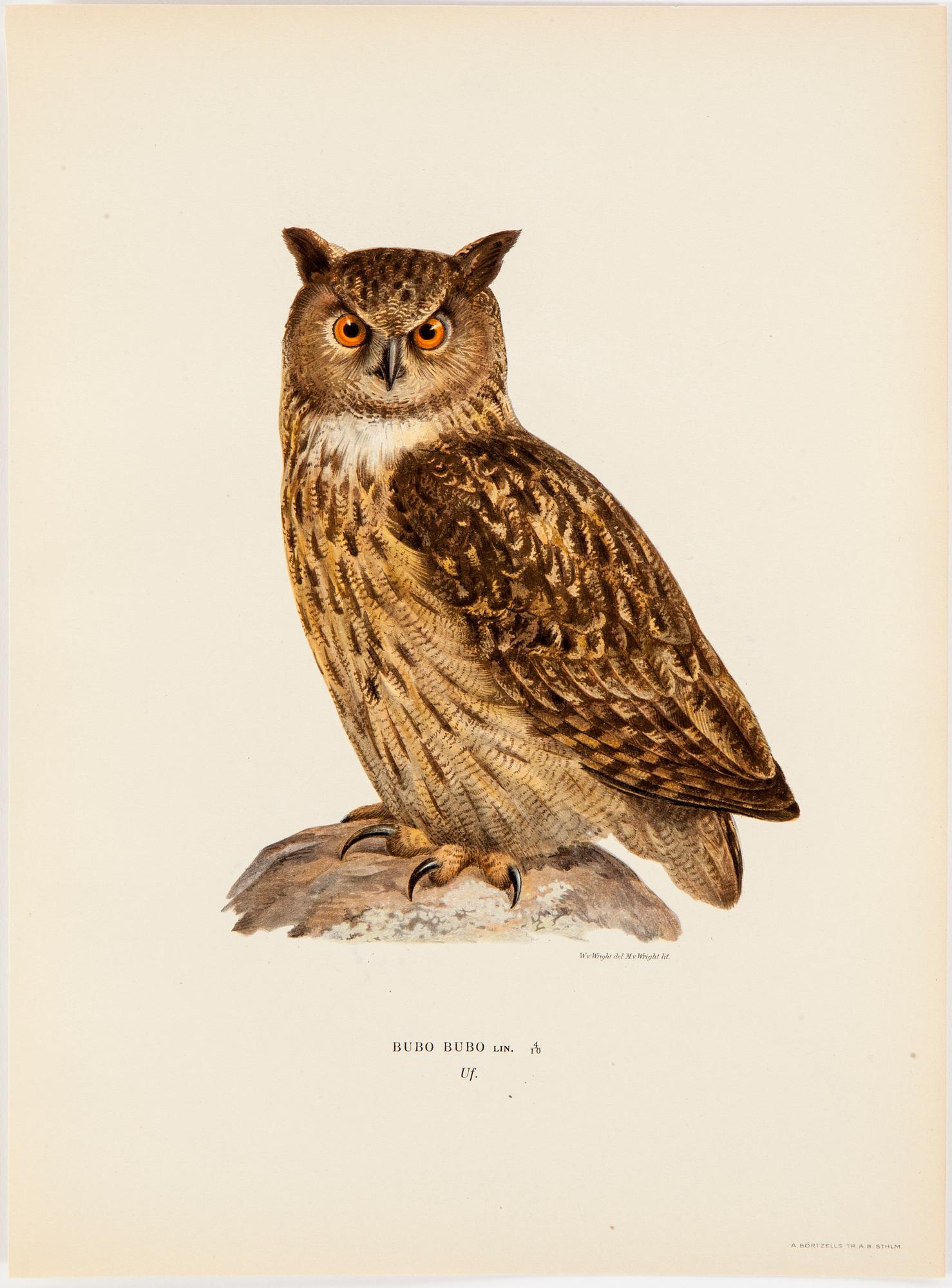 LITHOGRAPH app 120, after M & W von Wrights "Svenska fåglar", A Börtzells, Stockholm, 1917-29.