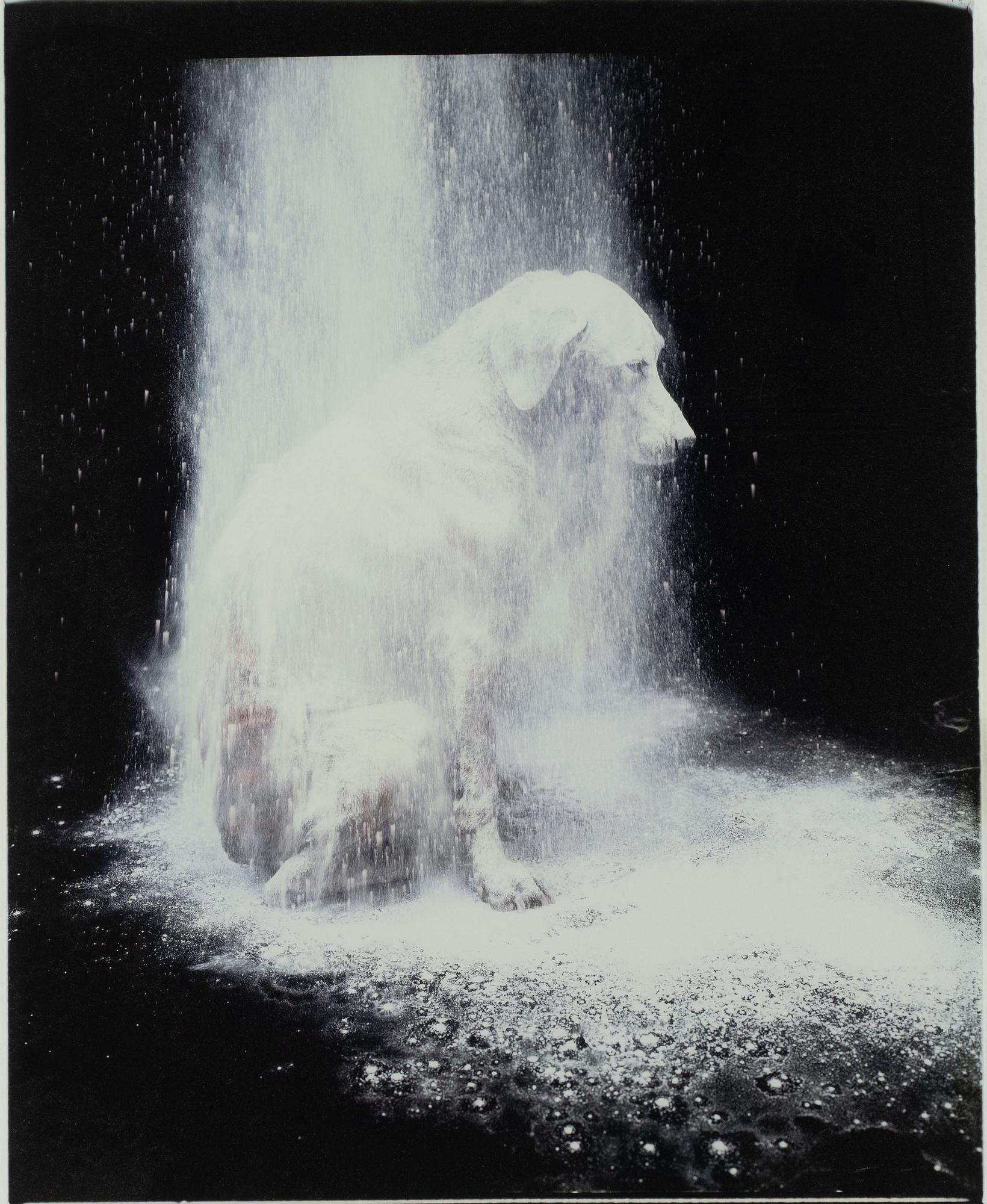 William Wegman, "Dusted", 1988.