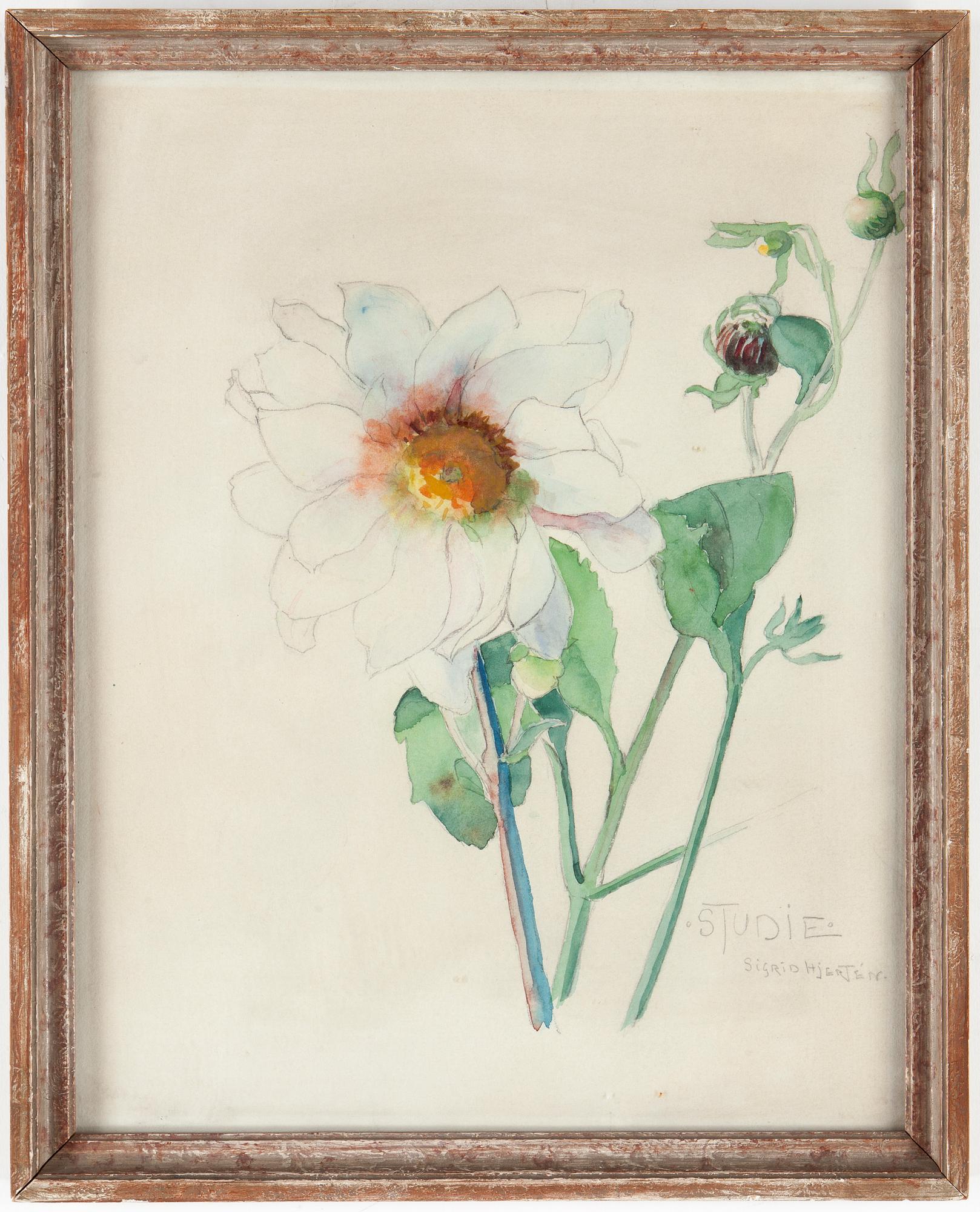 SIGRID HJERTÉN, blyerts och akvarell, signerad.