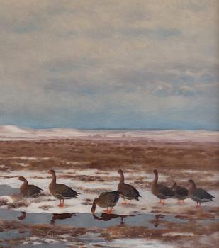 Bruno Liljefors, Resting Wild Geese.