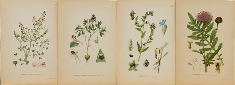 "Nordens flora", 100 pieces  by  C.A.M Lindman, A. Börtzells, Stockholm.