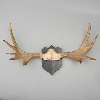JAKTTROFÈ, 1900-tal.