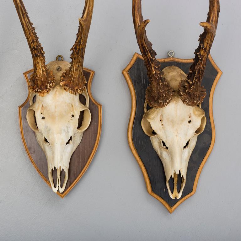 a set of four hunting trophies.