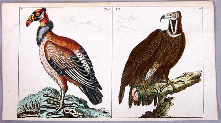 KOPPARSTICK, 4 st, ur Gottlieb Tobias Wilhelm's "Unterhaltungen aus der Naturgeschichte" 1795-c:a 1800.