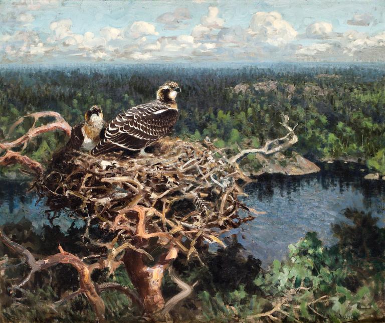 Thure Wallner, Osprey in nest.