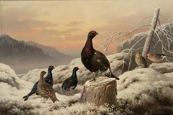 Ferdinand von Wright,  Black grouses and capercaillies in winter landscape.