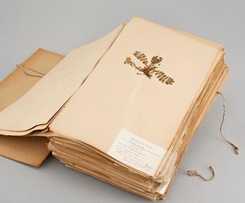 A herbarium with around 110 plants, early 20th century.