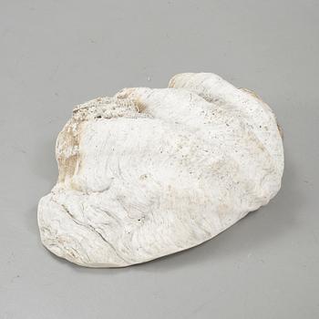 MUSSLA, fossil.