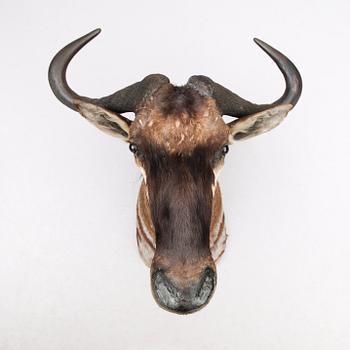 TAXIDERMI - Gnu, 1900-tal.