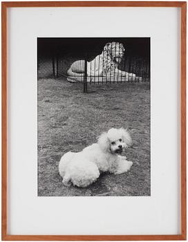 Hans Hammarskiöld, "Syon Park, London", 1955.