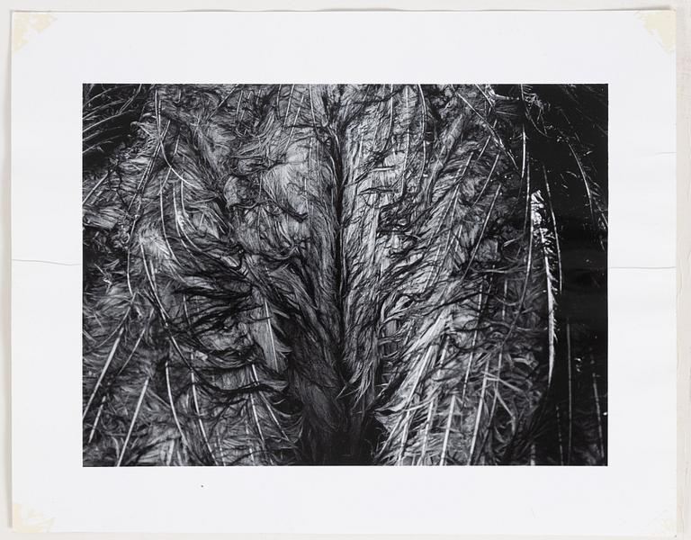 Christer Strömholm, From the series "Där alla änglar fallit", 25 photographs.