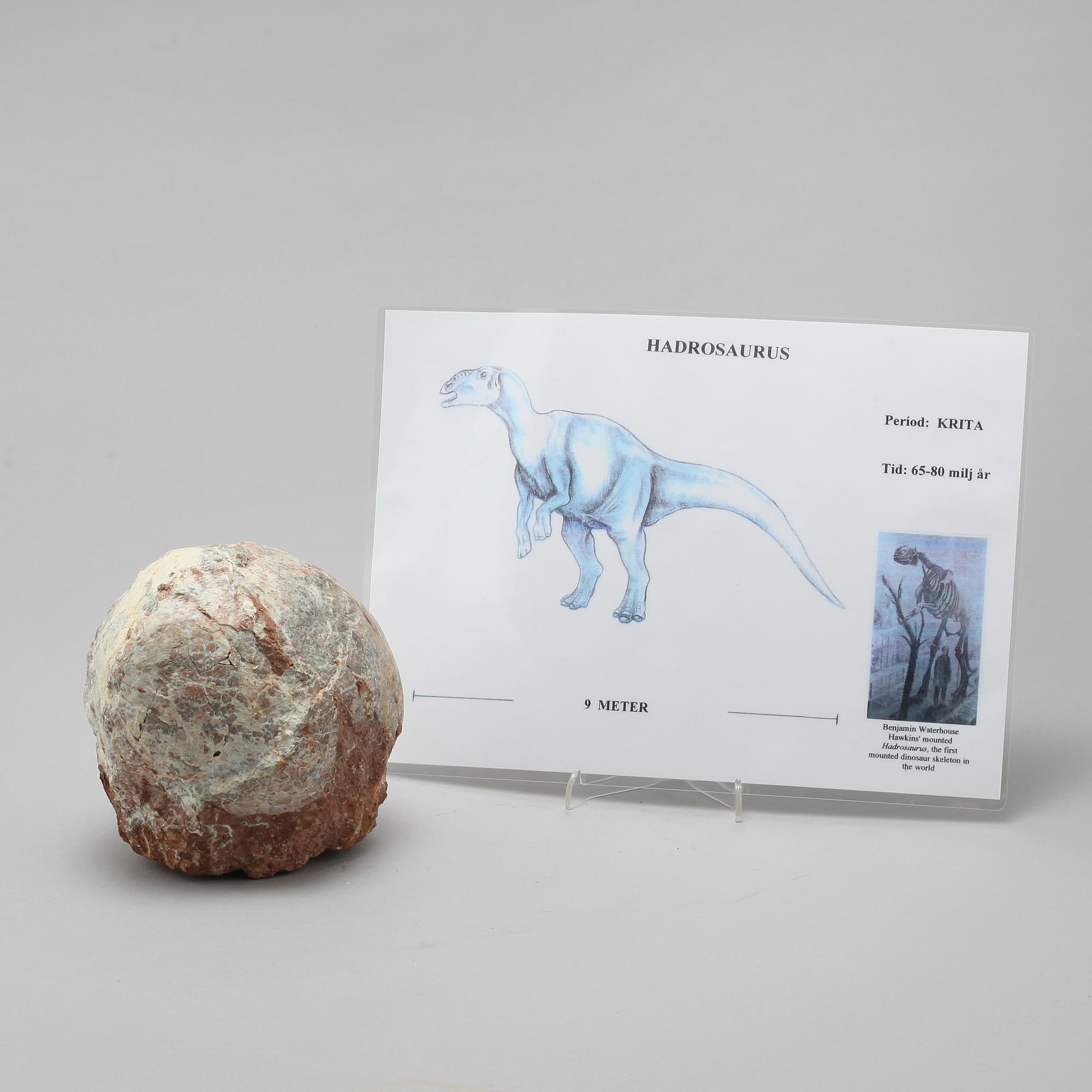 DINOSAURIEÄGG, fossil.